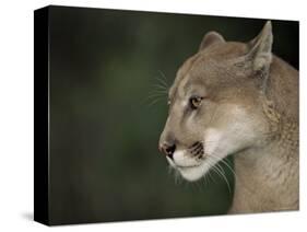 Close-up of a Mountain Lion, Montana, United States of America, North America-James Gritz-Stretched Canvas