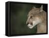 Close-up of a Mountain Lion, Montana, United States of America, North America-James Gritz-Framed Stretched Canvas