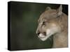 Close-up of a Mountain Lion, Montana, United States of America, North America-James Gritz-Stretched Canvas