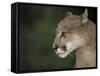 Close-up of a Mountain Lion, Montana, United States of America, North America-James Gritz-Framed Stretched Canvas