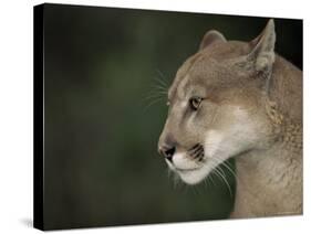 Close-up of a Mountain Lion, Montana, United States of America, North America-James Gritz-Stretched Canvas