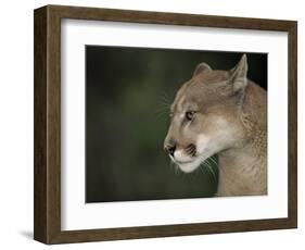 Close-up of a Mountain Lion, Montana, United States of America, North America-James Gritz-Framed Photographic Print