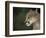 Close-up of a Mountain Lion, Montana, United States of America, North America-James Gritz-Framed Photographic Print