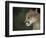 Close-up of a Mountain Lion, Montana, United States of America, North America-James Gritz-Framed Photographic Print