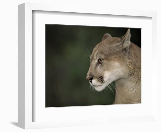 Close-up of a Mountain Lion, Montana, United States of America, North America-James Gritz-Framed Photographic Print