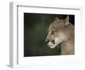 Close-up of a Mountain Lion, Montana, United States of America, North America-James Gritz-Framed Photographic Print