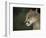 Close-up of a Mountain Lion, Montana, United States of America, North America-James Gritz-Framed Photographic Print