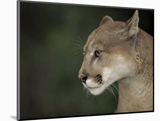 Close-up of a Mountain Lion, Montana, United States of America, North America-James Gritz-Mounted Photographic Print