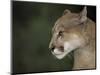 Close-up of a Mountain Lion, Montana, United States of America, North America-James Gritz-Mounted Photographic Print