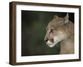 Close-up of a Mountain Lion, Montana, United States of America, North America-James Gritz-Framed Photographic Print