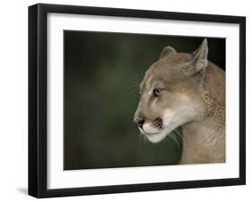 Close-up of a Mountain Lion, Montana, United States of America, North America-James Gritz-Framed Photographic Print