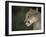 Close-up of a Mountain Lion, Montana, United States of America, North America-James Gritz-Framed Photographic Print