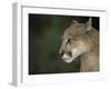 Close-up of a Mountain Lion, Montana, United States of America, North America-James Gritz-Framed Photographic Print