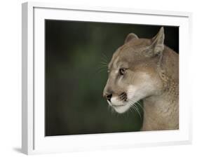 Close-up of a Mountain Lion, Montana, United States of America, North America-James Gritz-Framed Photographic Print