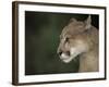 Close-up of a Mountain Lion, Montana, United States of America, North America-James Gritz-Framed Photographic Print