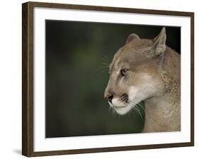 Close-up of a Mountain Lion, Montana, United States of America, North America-James Gritz-Framed Photographic Print