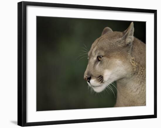 Close-up of a Mountain Lion, Montana, United States of America, North America-James Gritz-Framed Photographic Print