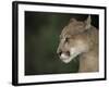 Close-up of a Mountain Lion, Montana, United States of America, North America-James Gritz-Framed Photographic Print