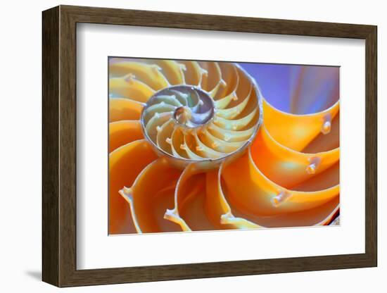 Close-Up of a Nautilus Shell Section-aabeele-Framed Photographic Print