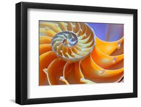 Close-Up of a Nautilus Shell Section-aabeele-Framed Photographic Print