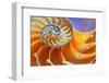 Close-Up of a Nautilus Shell Section-aabeele-Framed Photographic Print