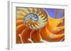 Close-Up of a Nautilus Shell Section-aabeele-Framed Photographic Print