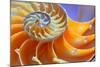 Close-Up of a Nautilus Shell Section-aabeele-Mounted Photographic Print