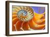 Close-Up of a Nautilus Shell Section-aabeele-Framed Photographic Print