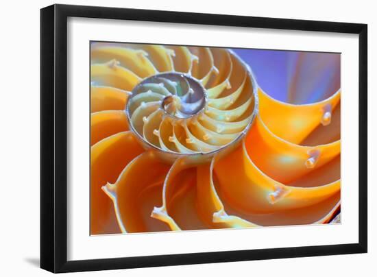 Close-Up of a Nautilus Shell Section-aabeele-Framed Photographic Print