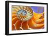 Close-Up of a Nautilus Shell Section-aabeele-Framed Photographic Print