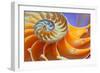 Close-Up of a Nautilus Shell Section-aabeele-Framed Photographic Print