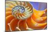 Close-Up of a Nautilus Shell Section-aabeele-Mounted Photographic Print