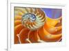 Close-Up of a Nautilus Shell Section-aabeele-Framed Photographic Print