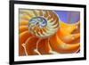 Close-Up of a Nautilus Shell Section-aabeele-Framed Photographic Print