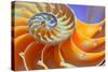 Close-Up of a Nautilus Shell Section-aabeele-Stretched Canvas