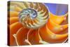 Close-Up of a Nautilus Shell Section-aabeele-Stretched Canvas
