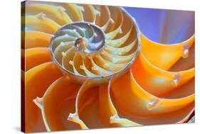 Close-Up of a Nautilus Shell Section-aabeele-Stretched Canvas