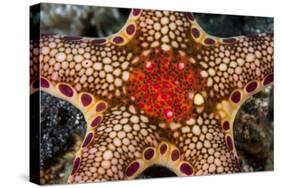 Close-Up of a Neoferdina Insolita Starfish in Indonesia-Stocktrek Images-Stretched Canvas