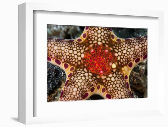 Close-Up of a Neoferdina Insolita Starfish in Indonesia-Stocktrek Images-Framed Photographic Print