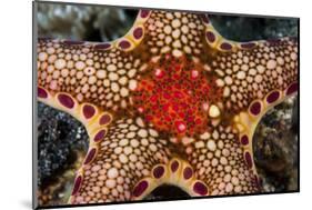 Close-Up of a Neoferdina Insolita Starfish in Indonesia-Stocktrek Images-Mounted Photographic Print