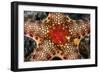 Close-Up of a Neoferdina Insolita Starfish in Indonesia-Stocktrek Images-Framed Photographic Print