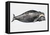 Close-Up of a North Atlantic Right Whale (Eubalaena Glacialis)-null-Framed Stretched Canvas