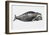 Close-Up of a North Atlantic Right Whale (Eubalaena Glacialis)-null-Framed Giclee Print