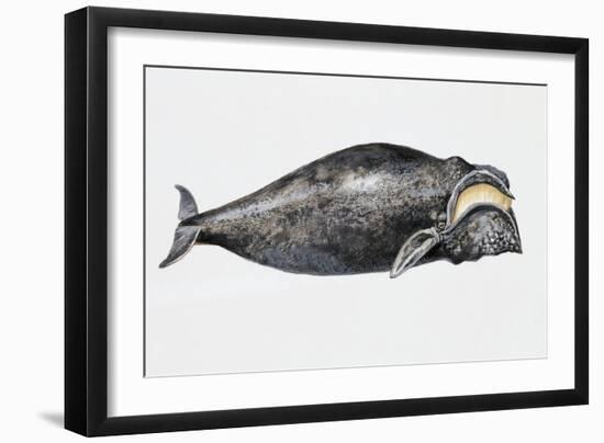 Close-Up of a North Atlantic Right Whale (Eubalaena Glacialis)-null-Framed Giclee Print