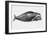 Close-Up of a North Atlantic Right Whale (Eubalaena Glacialis)-null-Framed Giclee Print