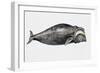 Close-Up of a North Atlantic Right Whale (Eubalaena Glacialis)-null-Framed Giclee Print