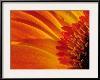 Close Up of a Orange Gerbera Daisy, Gerbera Species-Darlyne A^ Murawski-Framed Photographic Print