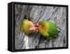 Close-Up of a Pair of Lovebirds, Ndutu, Ngorongoro, Tanzania-null-Framed Stretched Canvas