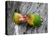 Close-Up of a Pair of Lovebirds, Ndutu, Ngorongoro, Tanzania-null-Stretched Canvas