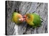 Close-Up of a Pair of Lovebirds, Ndutu, Ngorongoro, Tanzania-null-Stretched Canvas